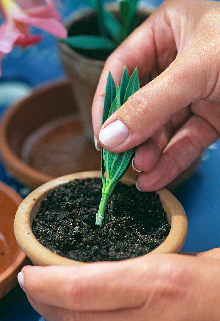 Plant oleander cuttings in a pot