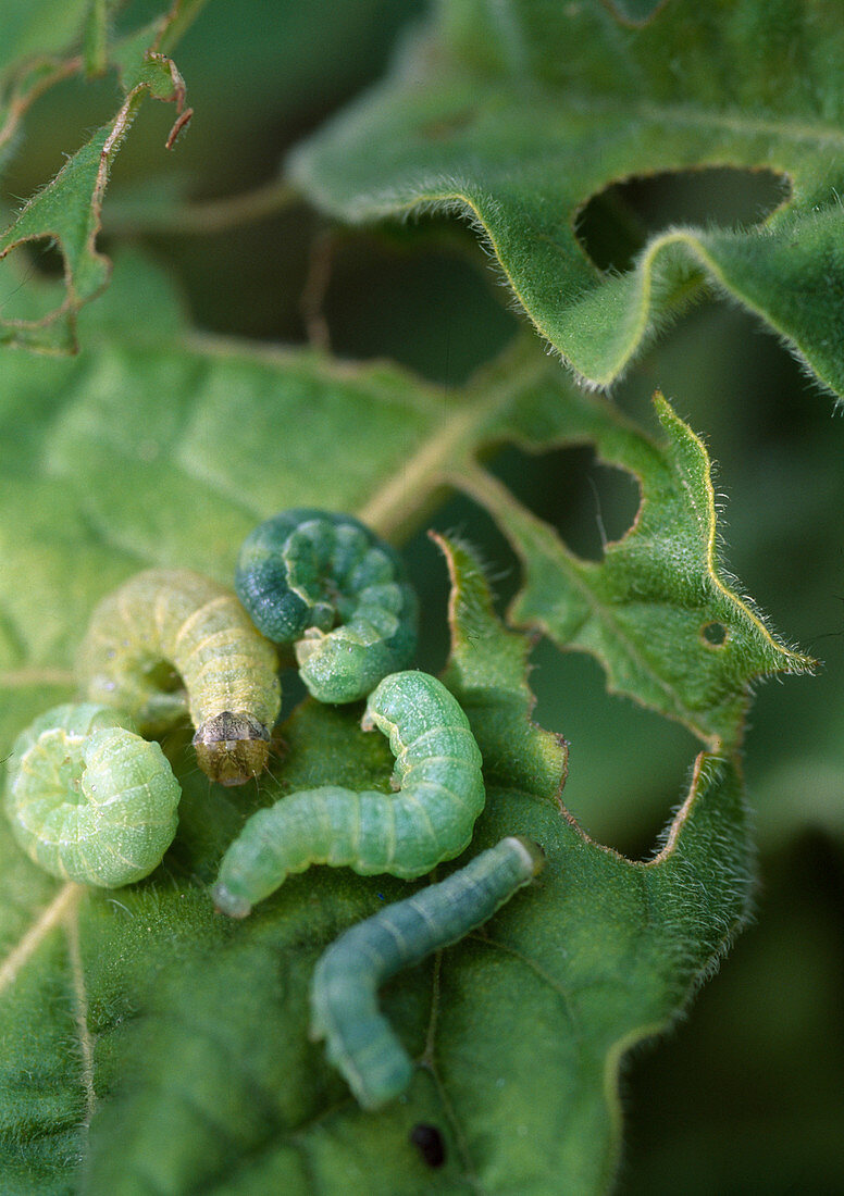 Caterpillar pest on the Daturablatt