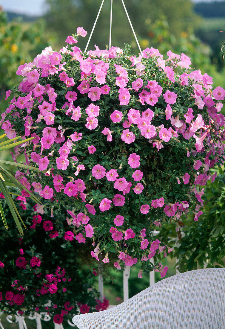 Petunia Solana Royal 'Diana'