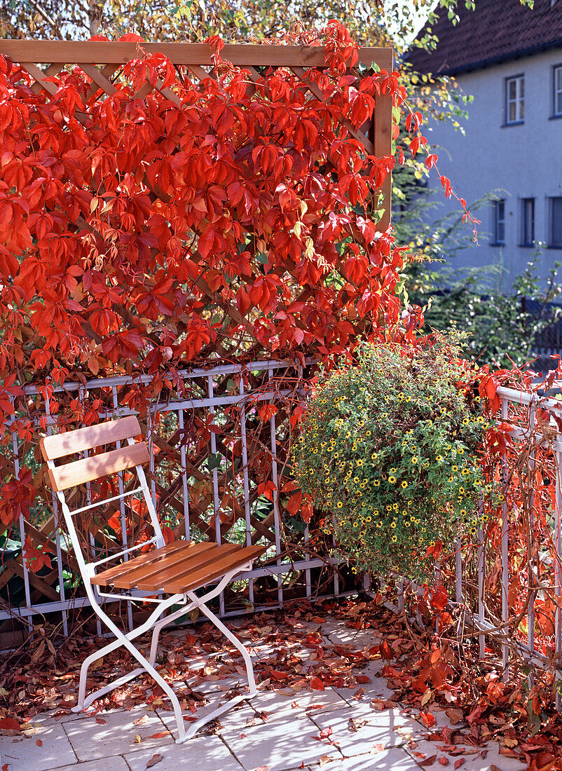 Balcony in autumn with Parthenocissus