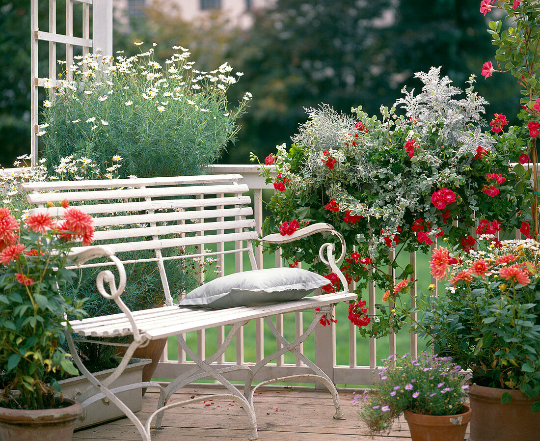 Argyranthemum, Senecio, Dahlia, Helichrysum petiolare 'Silver', Pelargonium peltatum