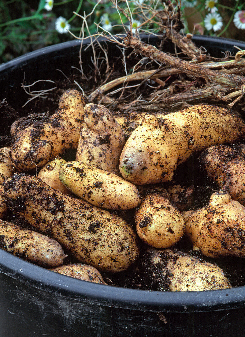 Potato harvest in black container