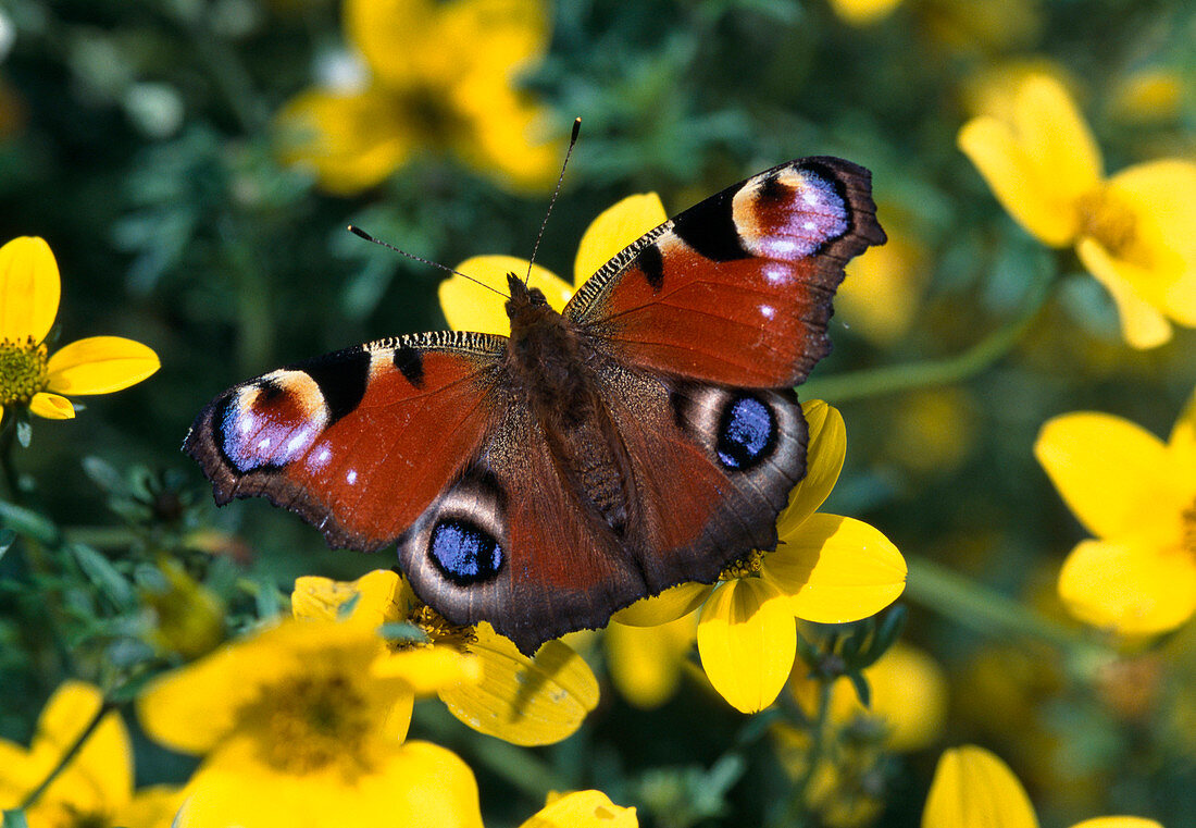 Butterfly at Bidens Blossom
