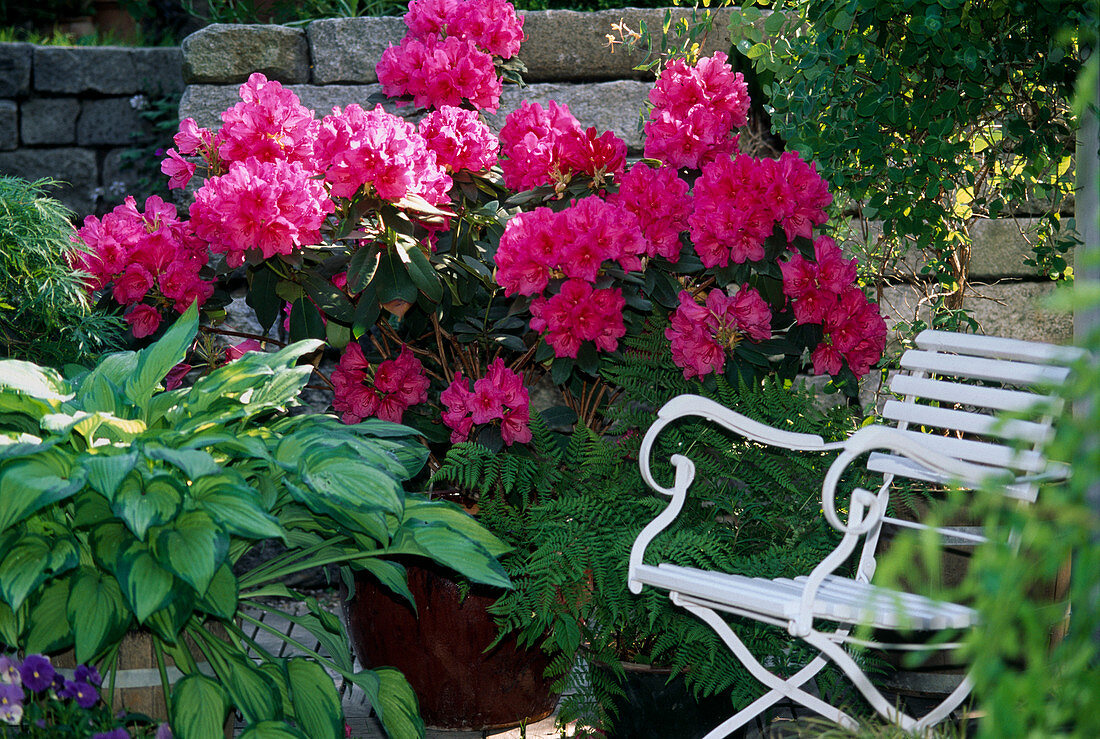 Rhododendron 'Anna ROSE Whitney'