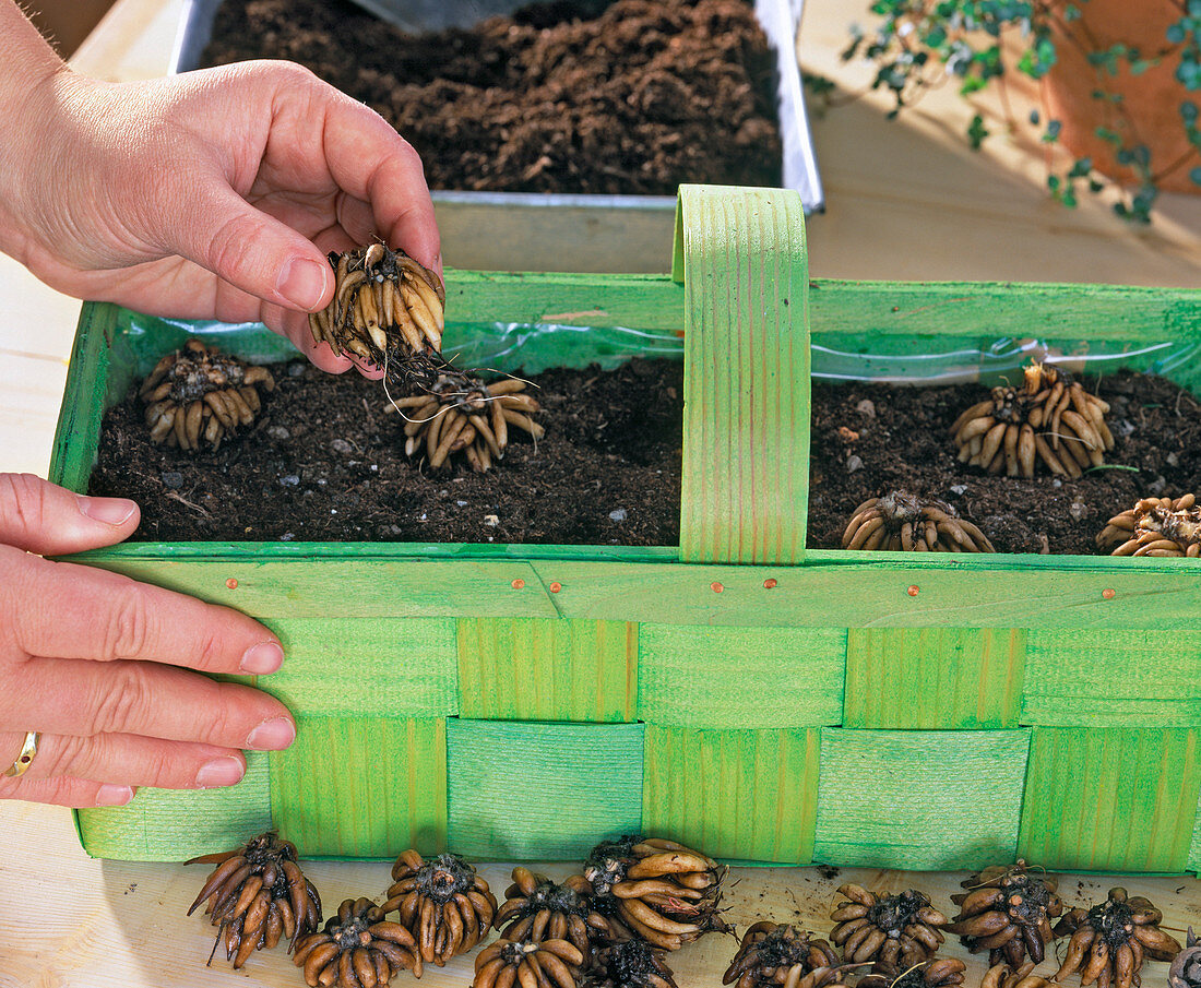 Ranunculus tubers with the roots down