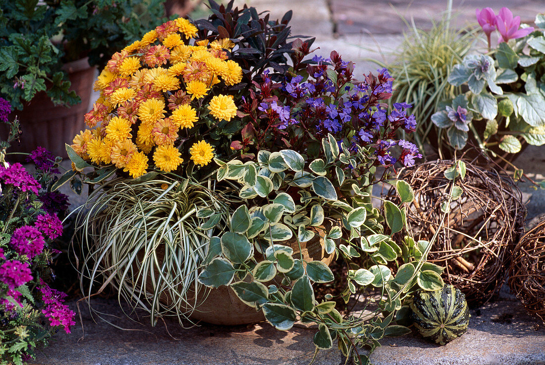 Carex, Herbstchrysantheme, VINCA MAJOR, CERATOSTIGMA, EUPHORBIA