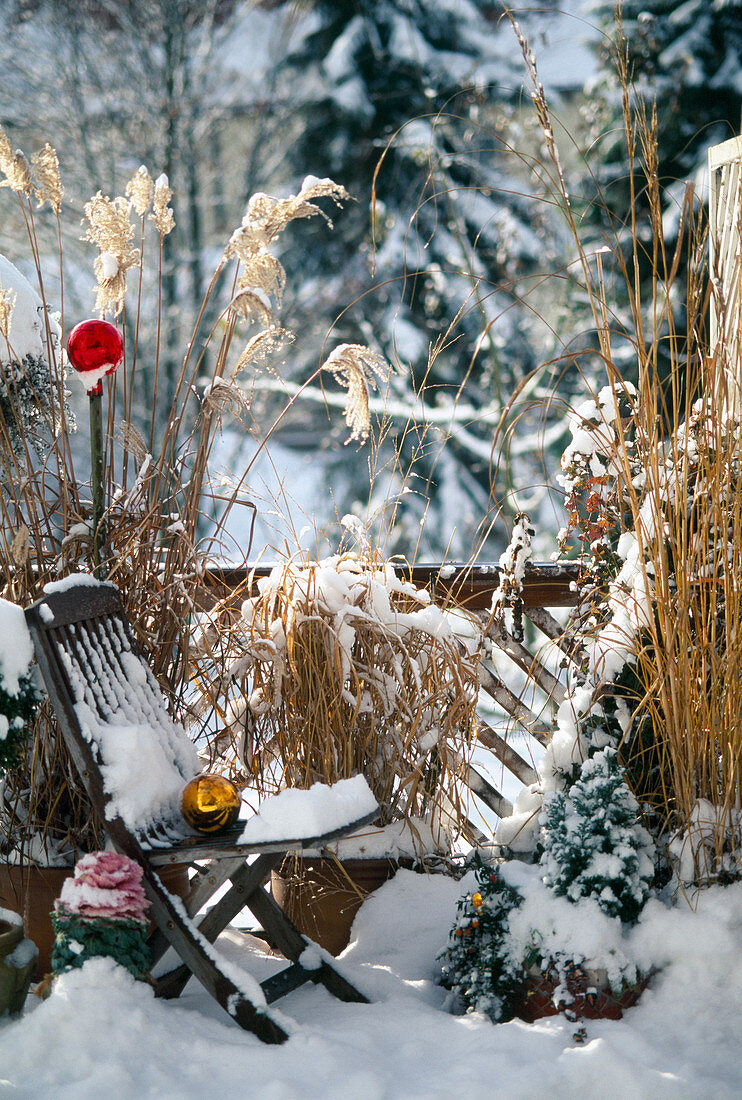 Winter balcony with grasses and boxwood