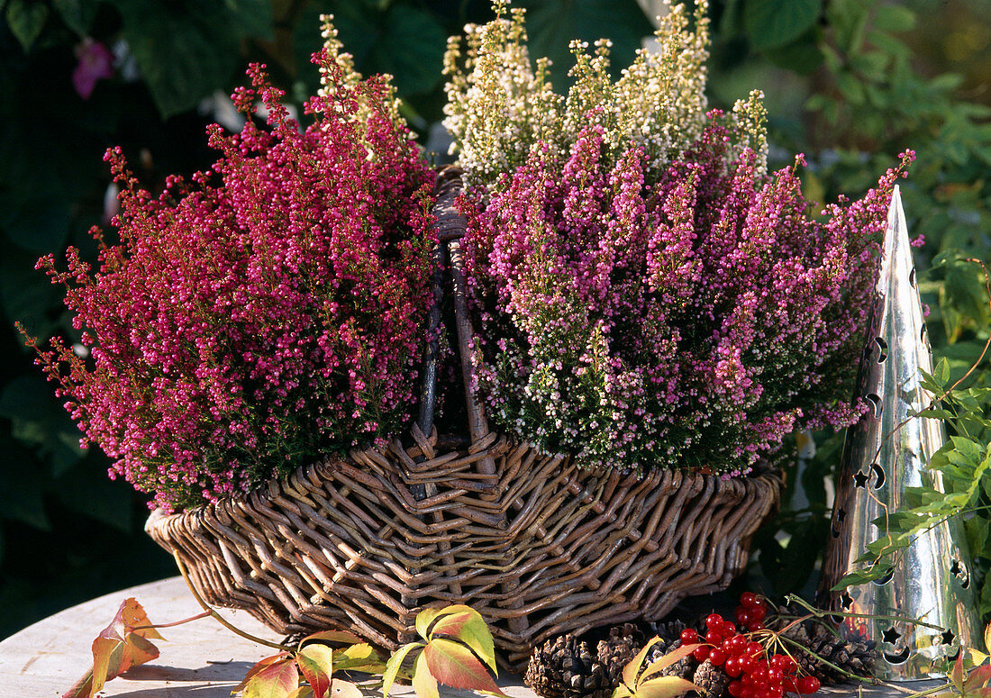 Erica gracilis, three different colors planted in basket