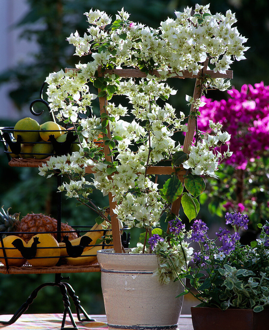 Bougainvillea 'Dania Weiß'