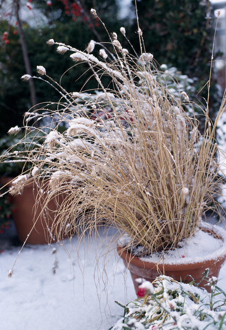 Pennisetum Compressum