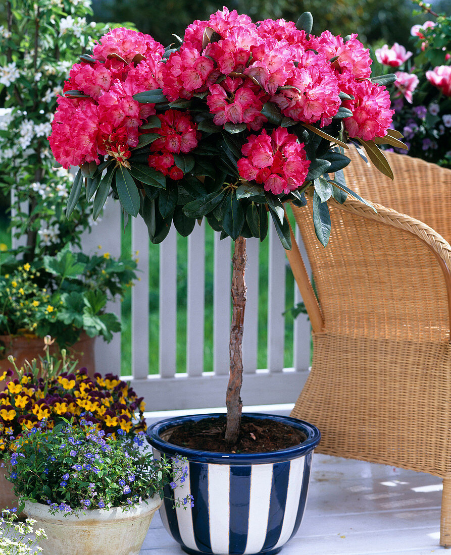 Rhododendron YAKUSHIMANUM