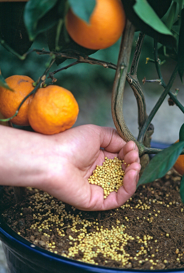 Citrus with iron-containing permanent fertilizer