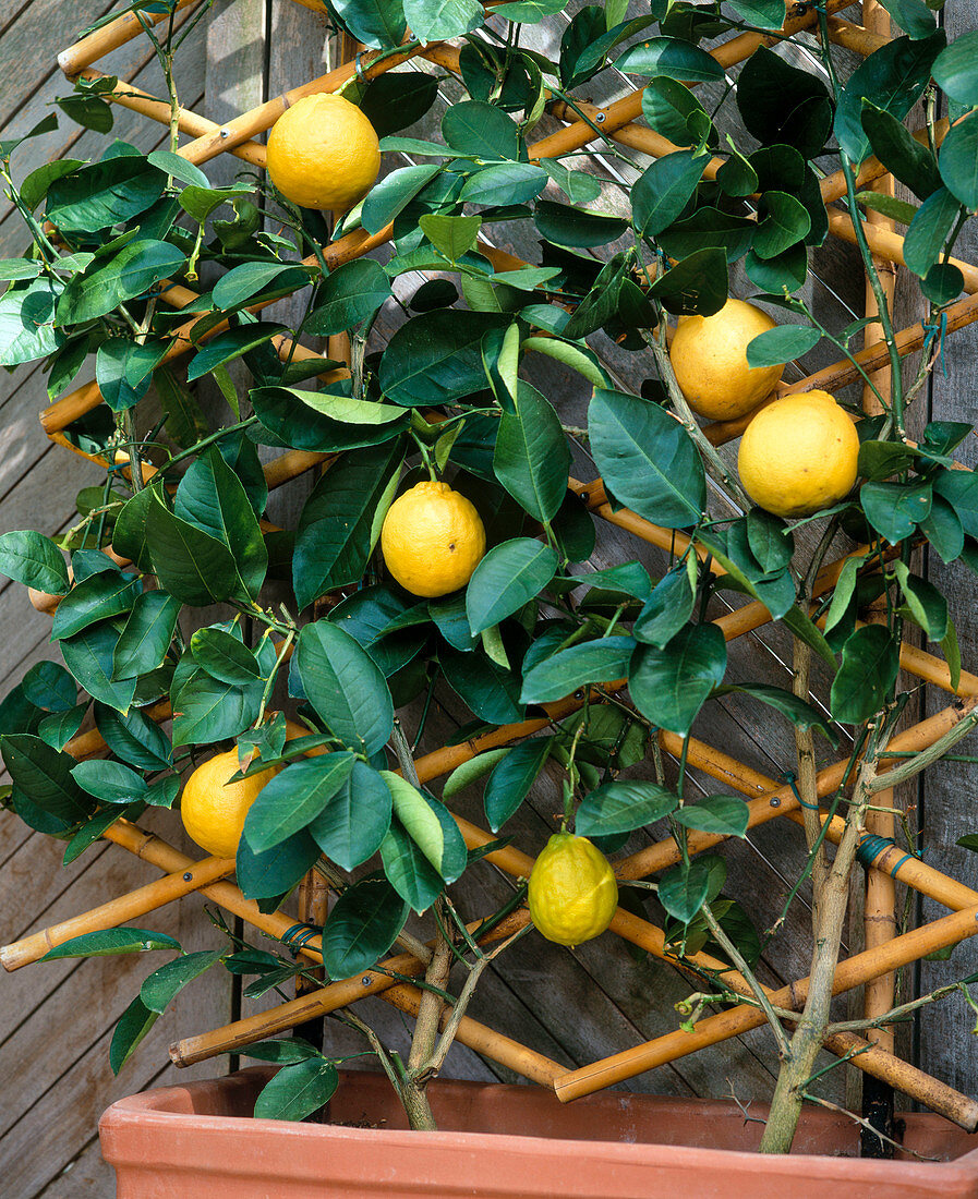 Citrus 'Lipo' (Citrus limon x paradisiaca)