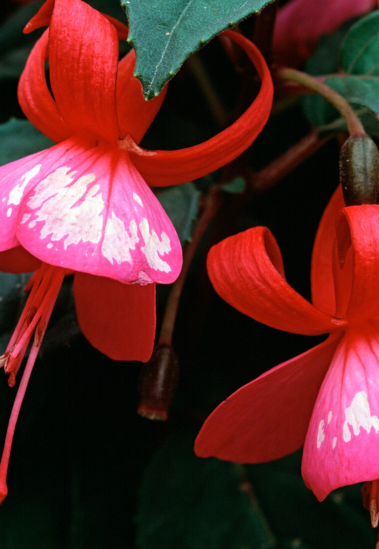 Fuchsias, sunburn on blossom