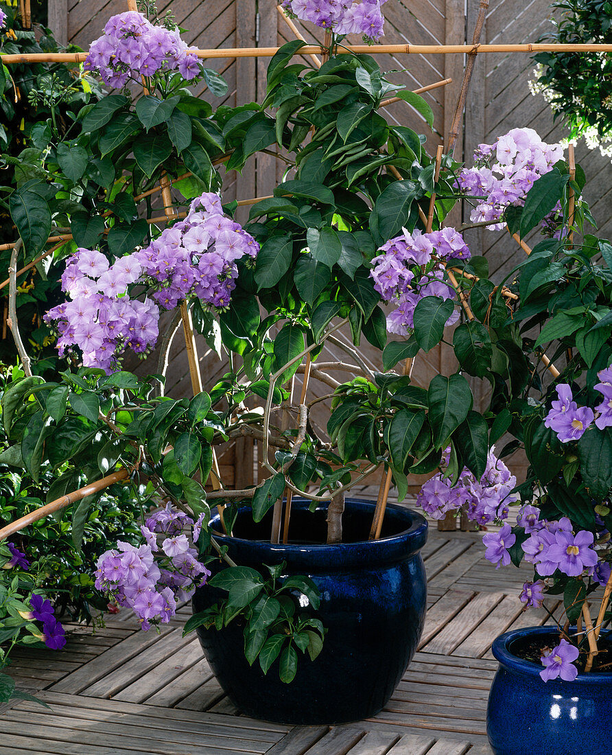 Solanum wendlandii