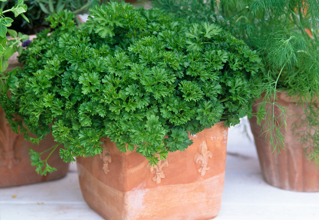 Parsley