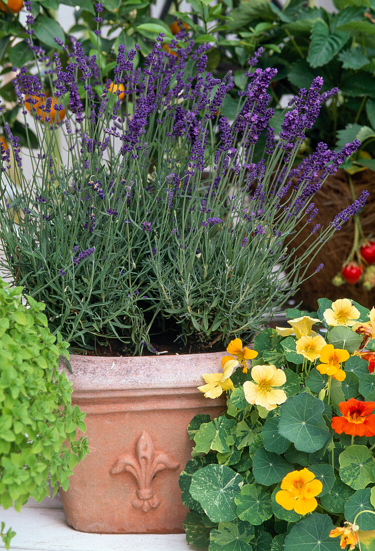 Lavandula 'MUNSTEAD'