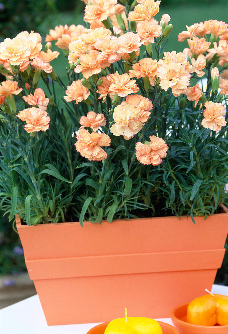 Dianthus - caryophyllus (LANDNELKE)