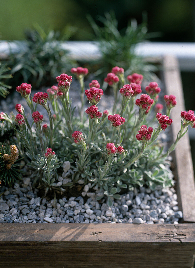 Antennaria dioica