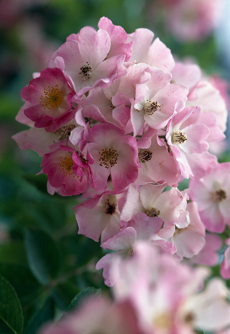 Rosa moschata 'Ballerina' shrub rose, often flowering, hardly fragrant