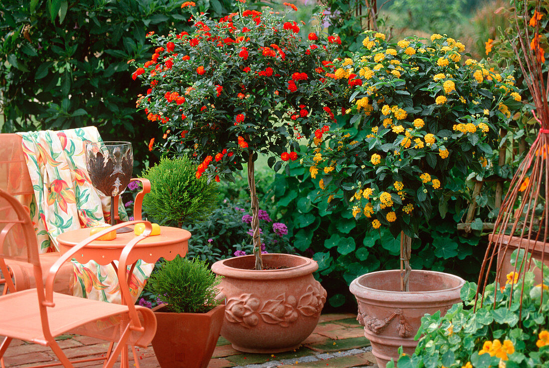 Lantana camara-Hybride