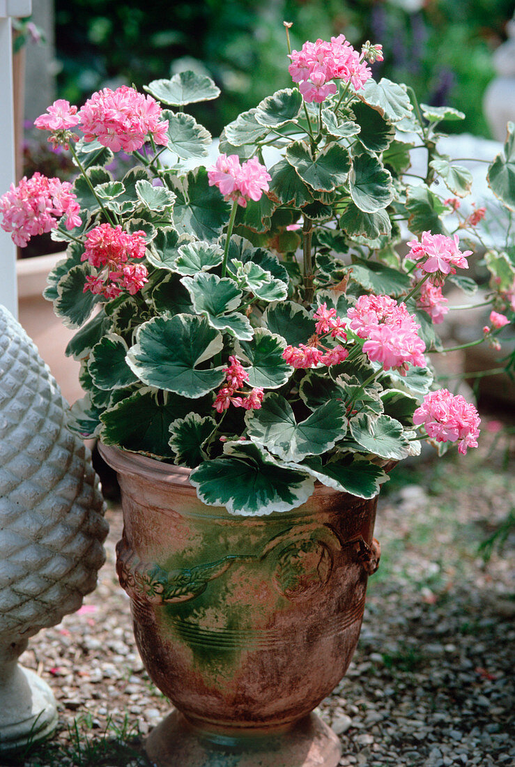 Pelargonium