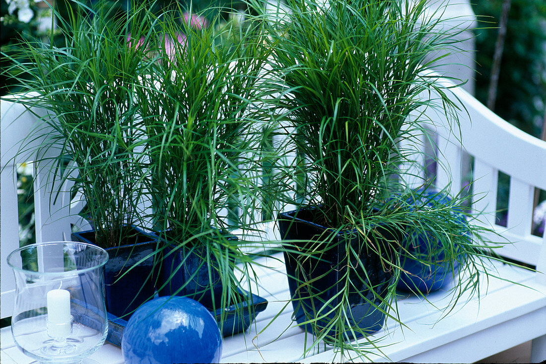 Grasses in blue pots, Carex muskingumensis (palm fronds)