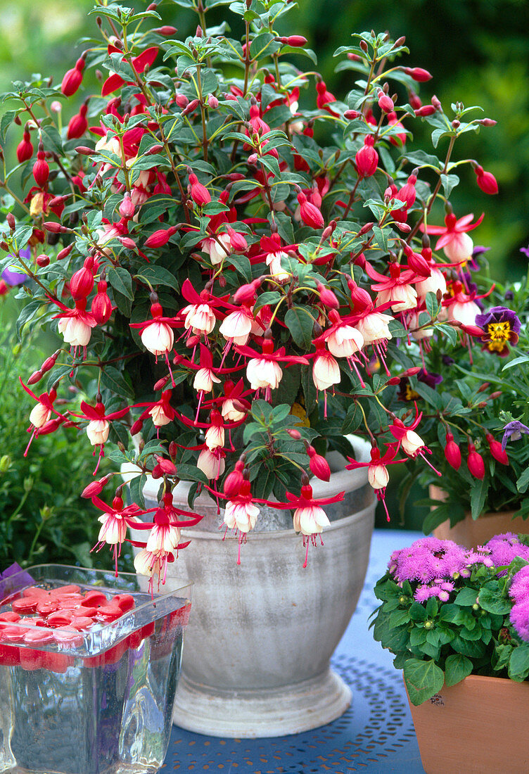 Fuchsia-HYBR. 'Hanna'