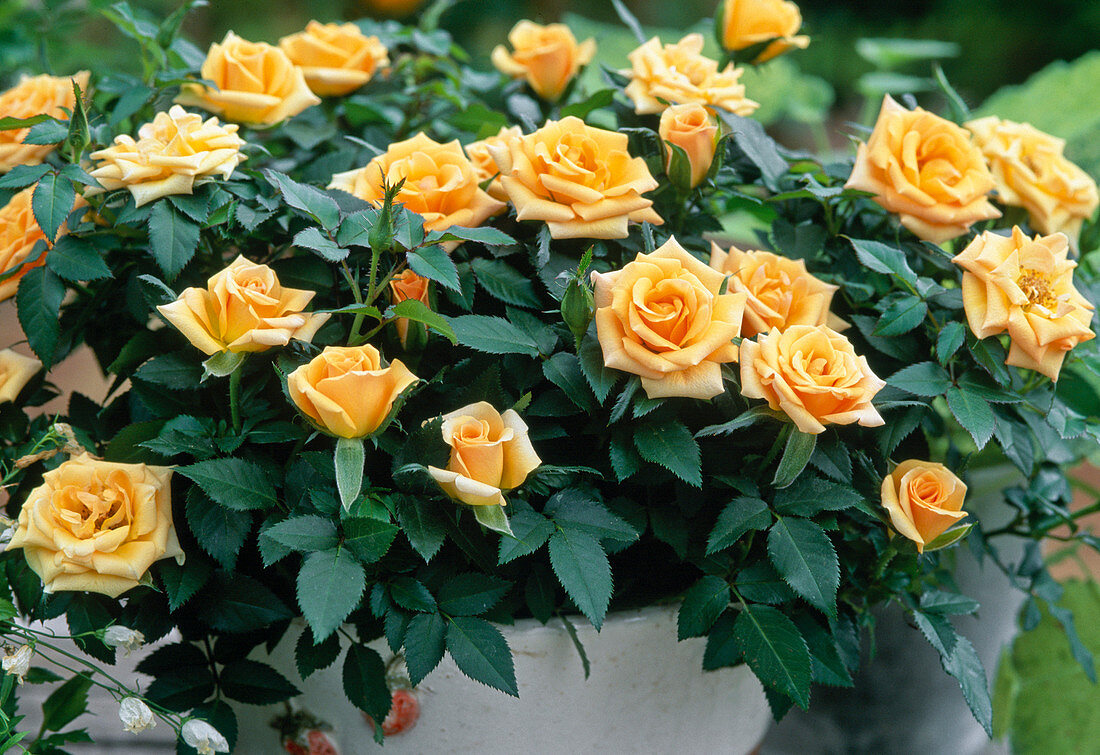 Mini roses orange 'Amber Kordana'