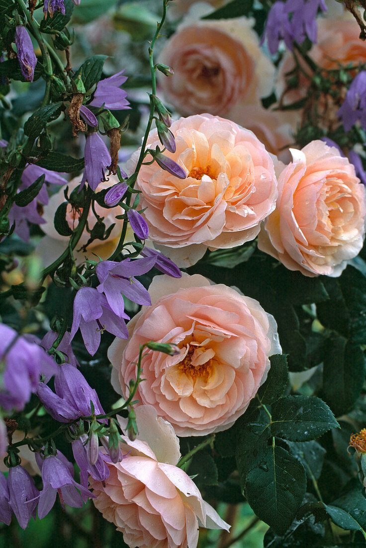 Rose 'Heritage', often flowering, pleasant scent, Campanula