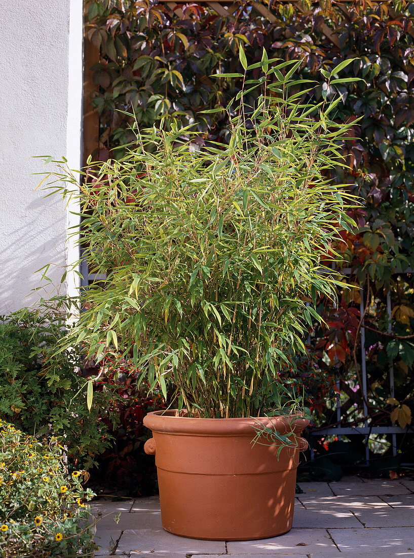 Sinarundinaria nitida (garden bamboo), Arundinaria
