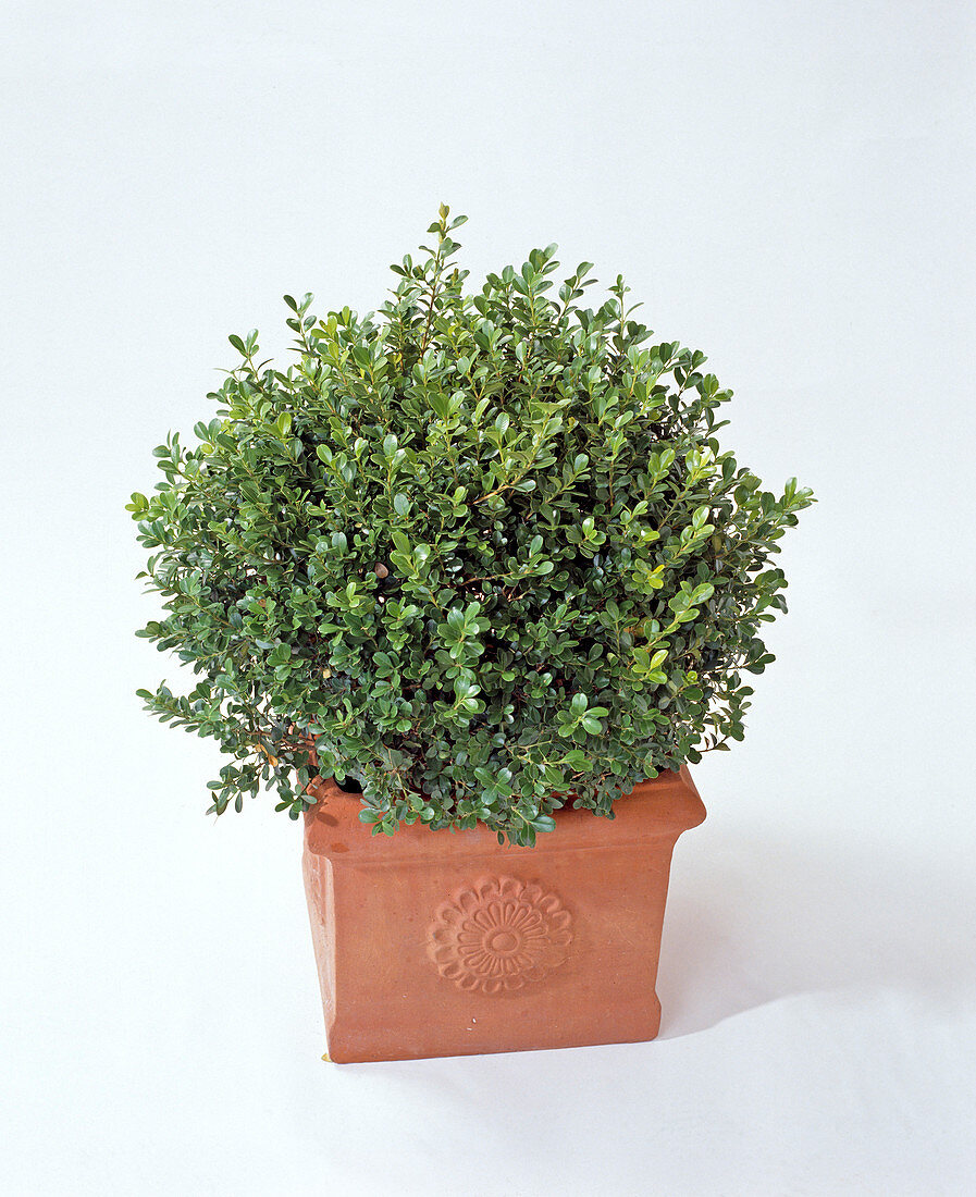 Buxus cut spherical