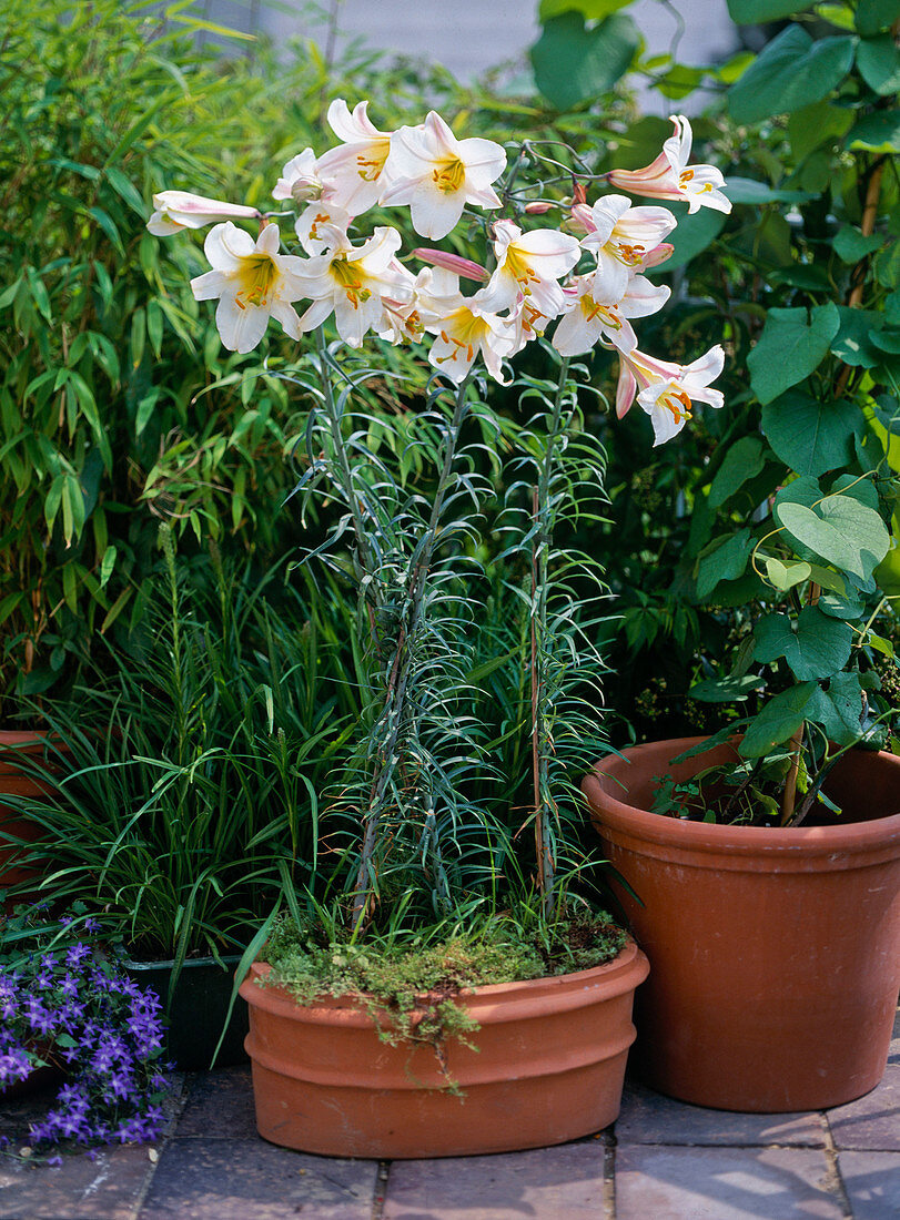 Lilium shelves