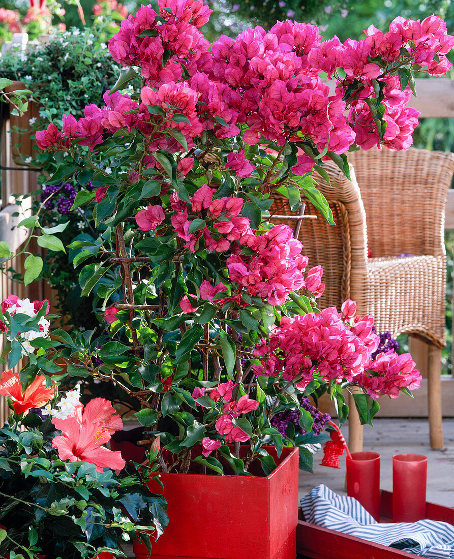 Bougainvillea spectabilis 'Manila Magic pink'