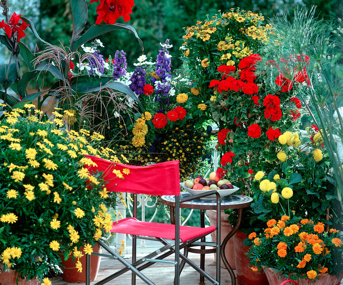 Terrasse mit gelber Margerite, stehender Geranie, Studentenblume, Rittersporn, Zinnien und Blumenrohr