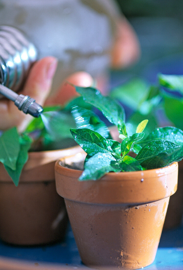 Solanum rantonnetii, cuttings propagation