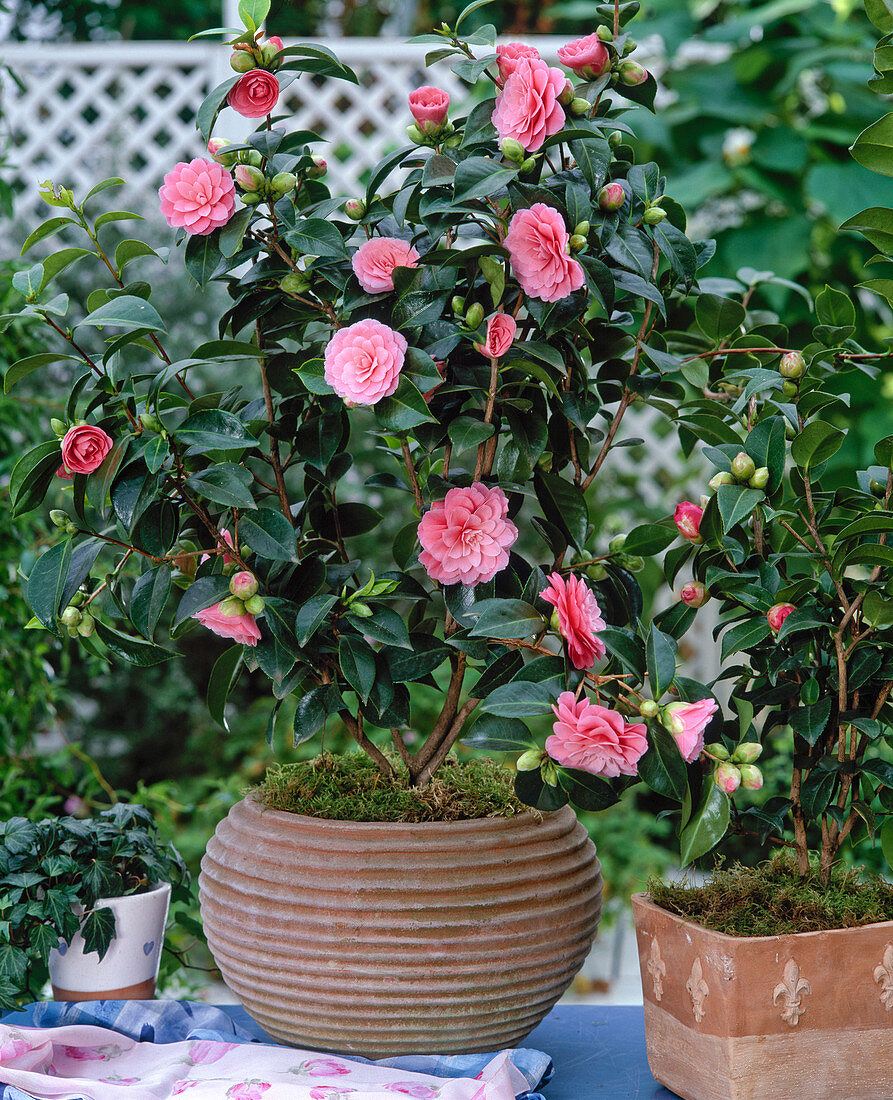 Camellia japonica 'Mrs. Tingley' – Acheter l'image – 12114102 ❘ living4media