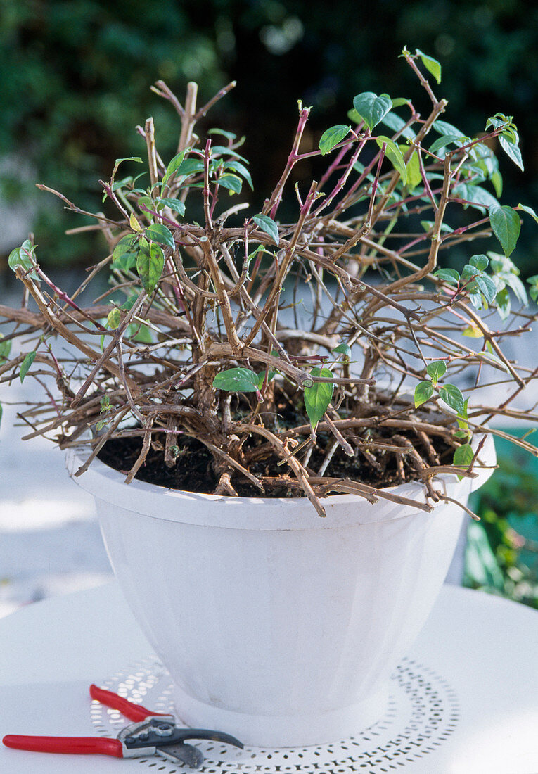 Cut back the hanging fuchsia in spring and repot