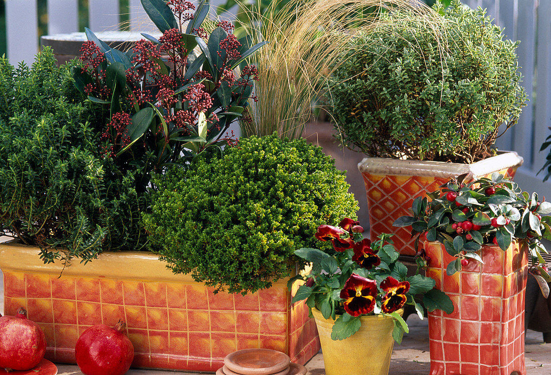 Hebe vernicosa (grün), Hebe albicans 'Red Edge'(gräulich), Skimmia, Viola