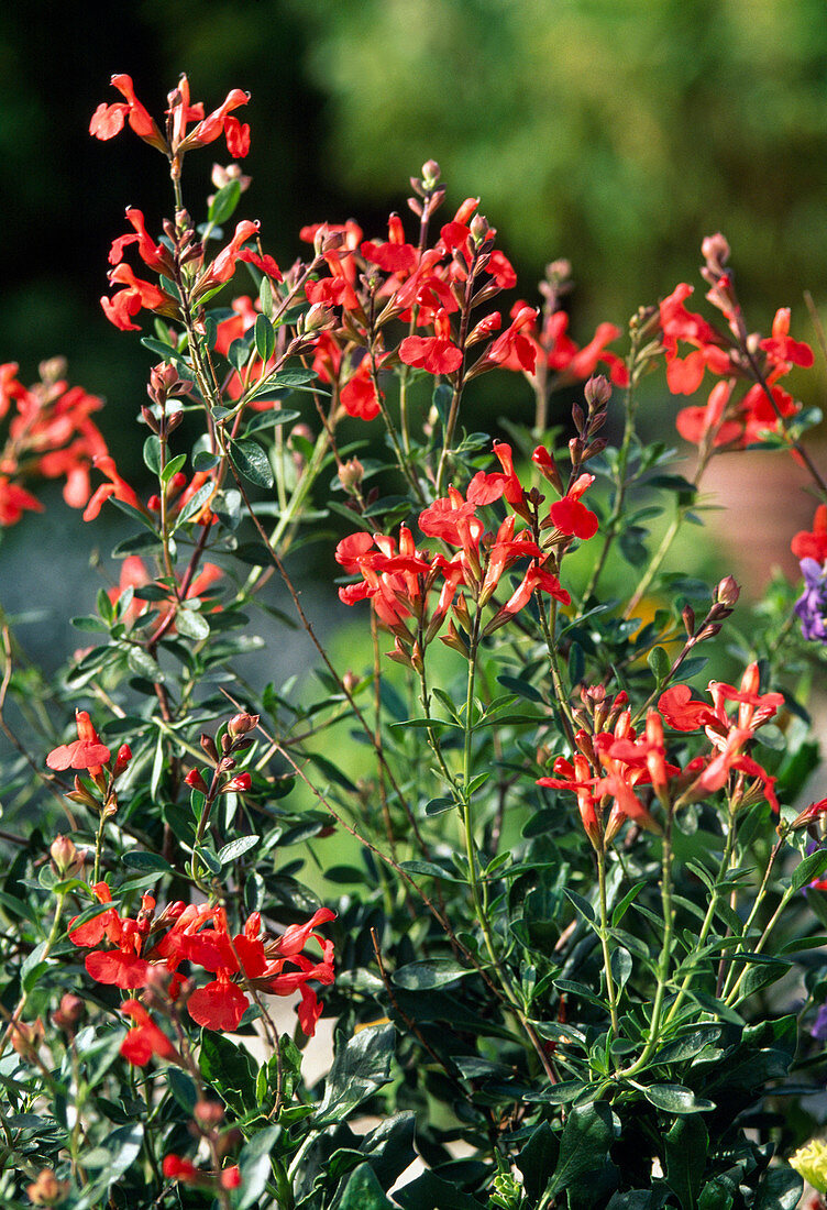 Salvia microphylla (Johannisbeersalbei)