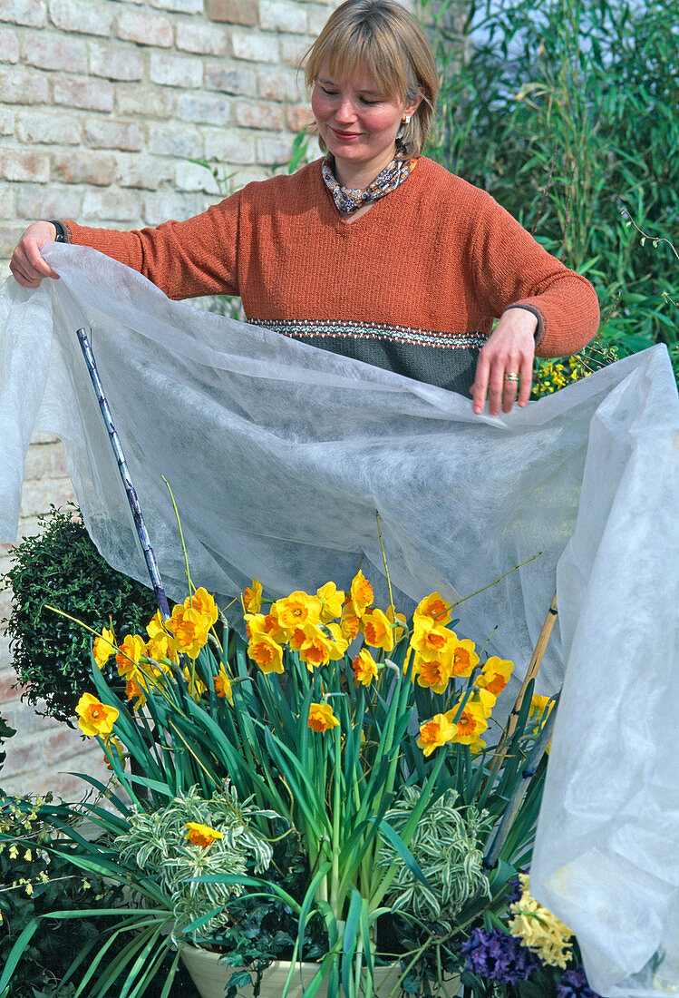 Protect premature spring onions with danger of late frosts with fleece