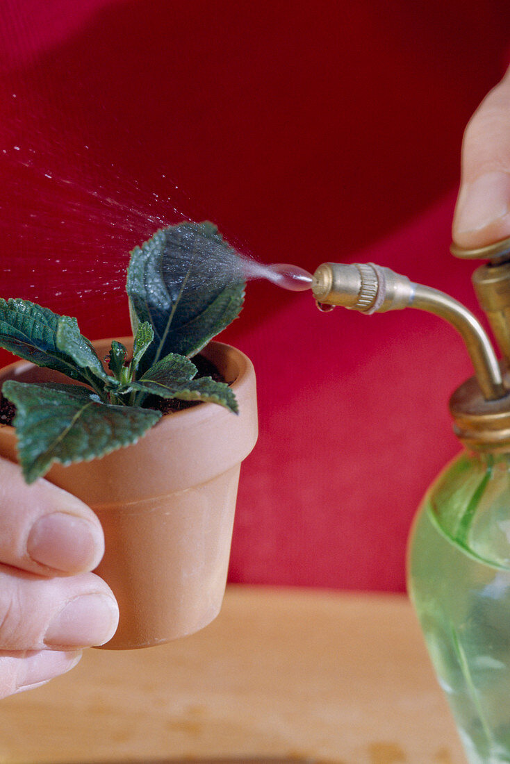 Lantana cuttings propagation