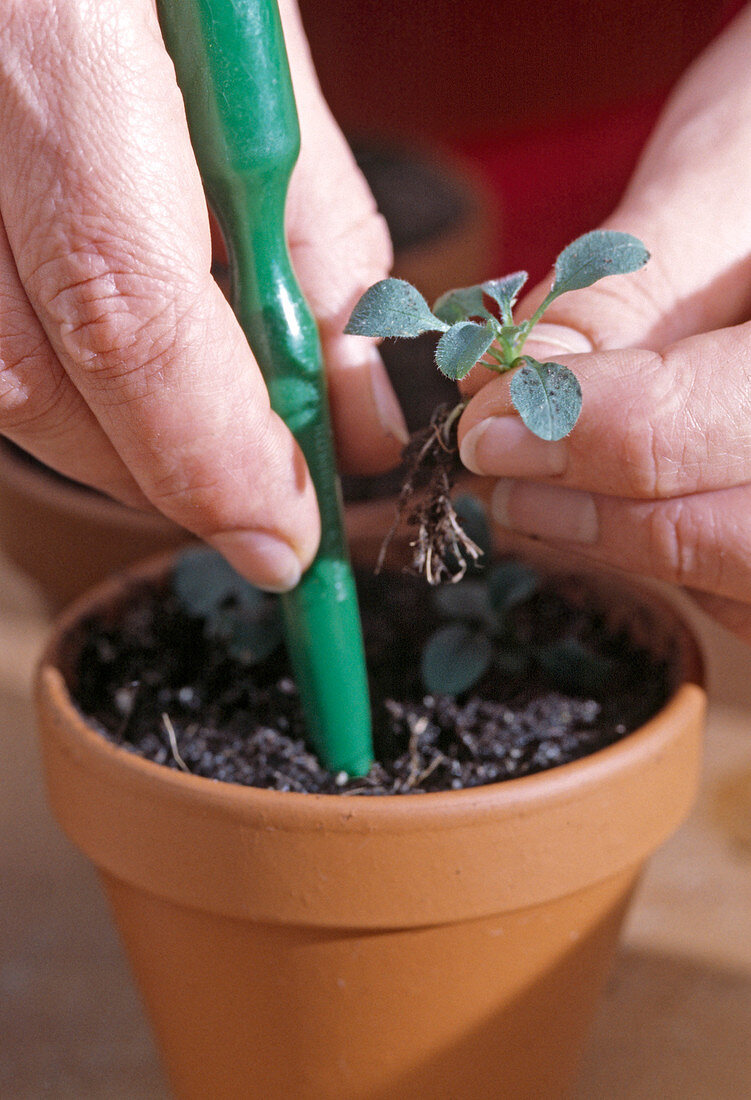 Sowing of two-year-old