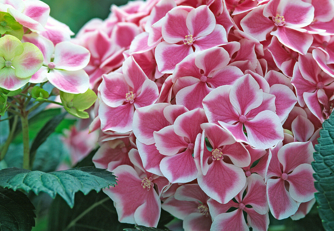 Hydrangea macrophylla 'Lady Taiko Pink'