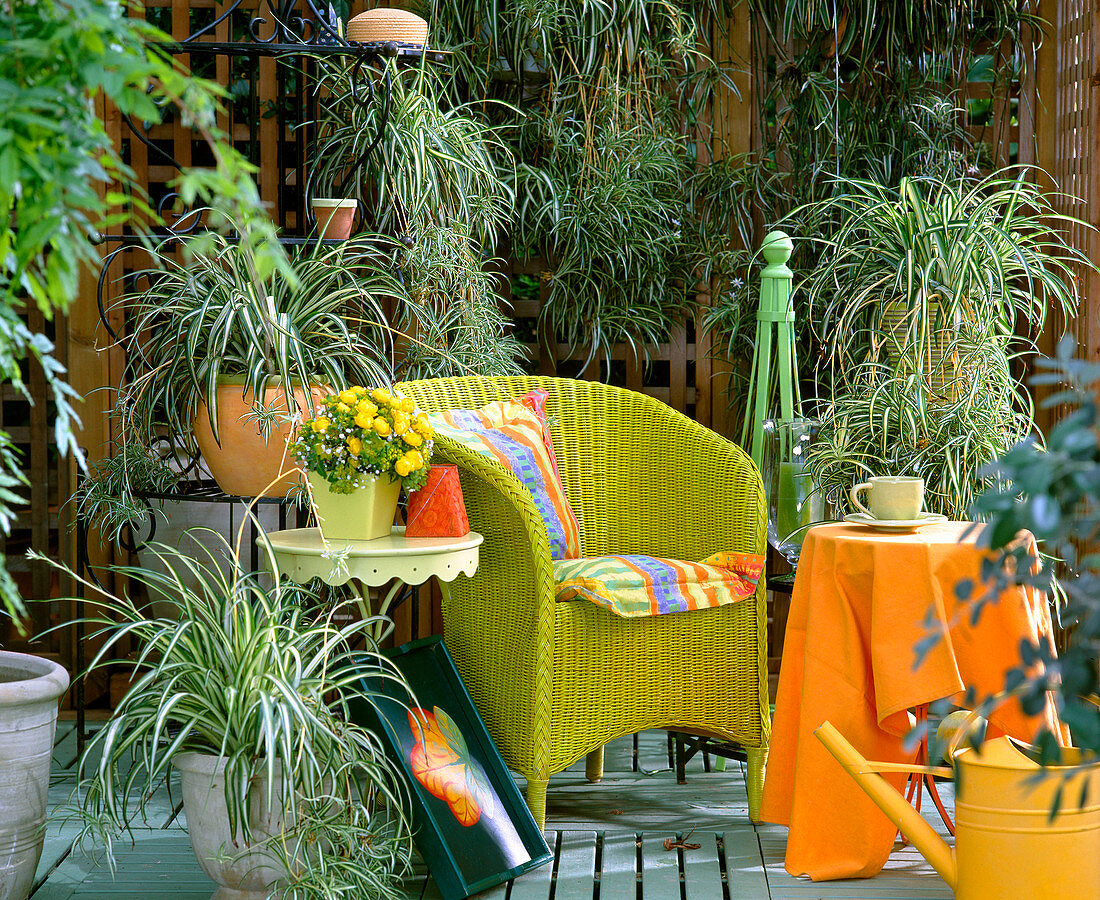 Terrace with Chlorophytum comosum (green lily)