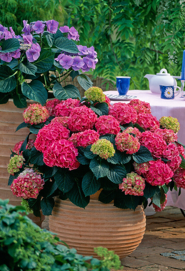 Hydrangea macrophylla 'Schöne Bautznerin'