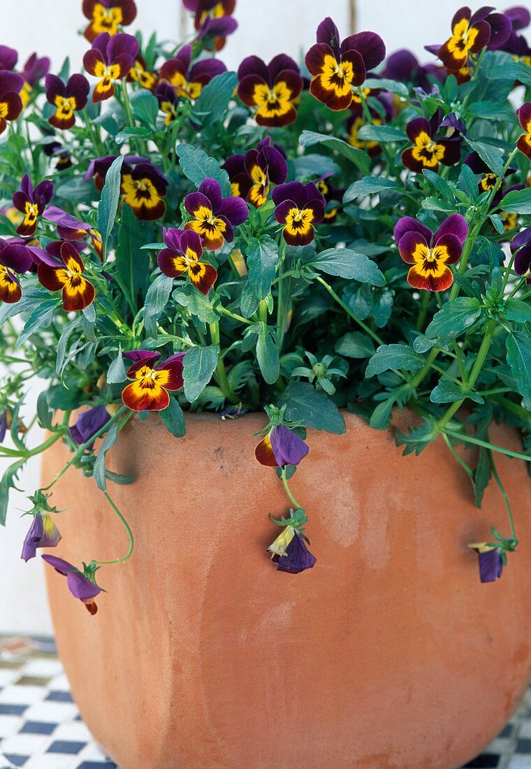 Viola 'Magnifico Purple'