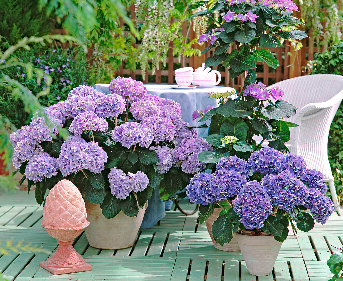 Hydrangea macrophylla 'Lady Katsuko', 'Adria'