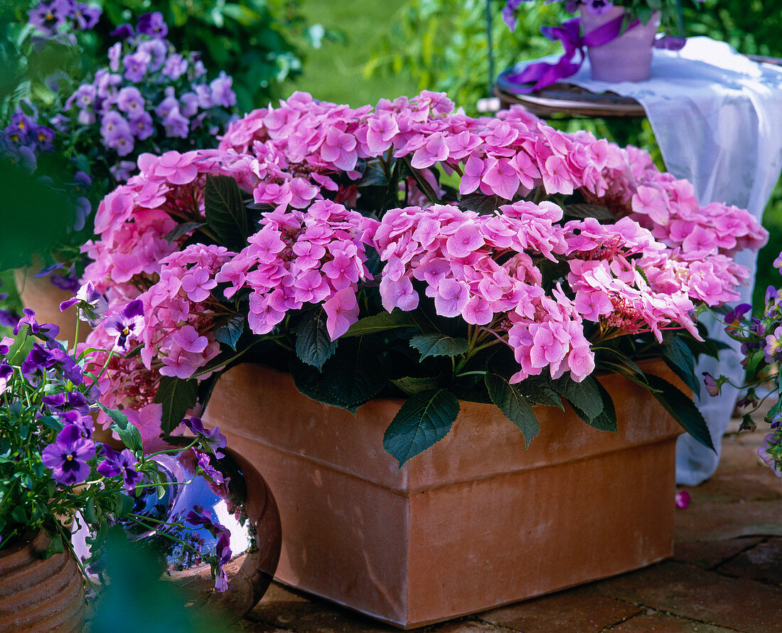 Hydrangea macrophylla 'Messalina'