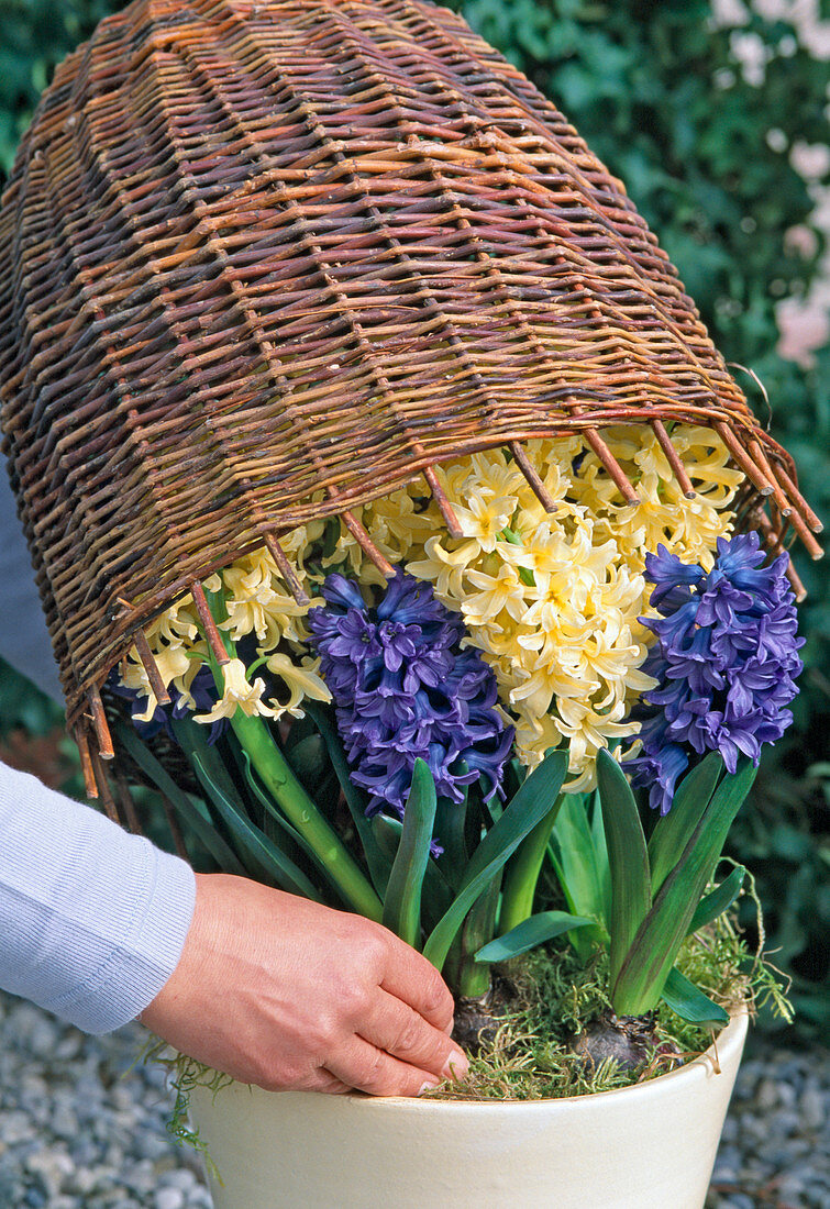 Propelled spring flowers (hyacinth)